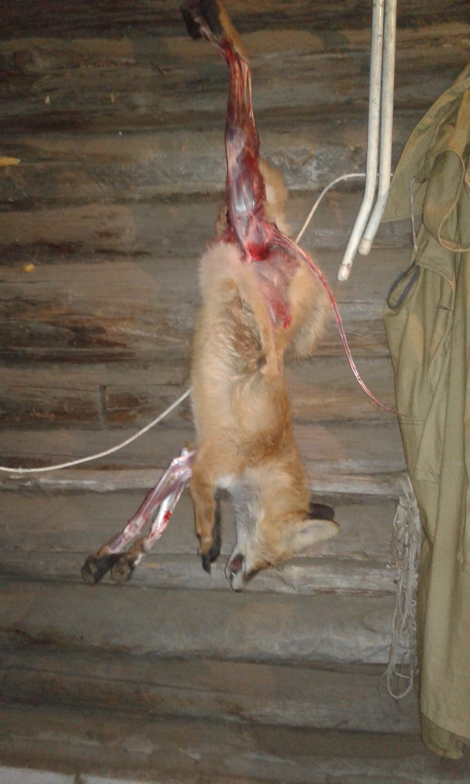 Fox, skin, carcass. An inevitable need. - My, , Hunting, Fox, Skin, Longpost, Inevitability