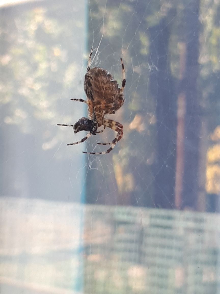 The spider caught a fly - My, Spider, Муха, Web, cat, Window, , Video, Longpost