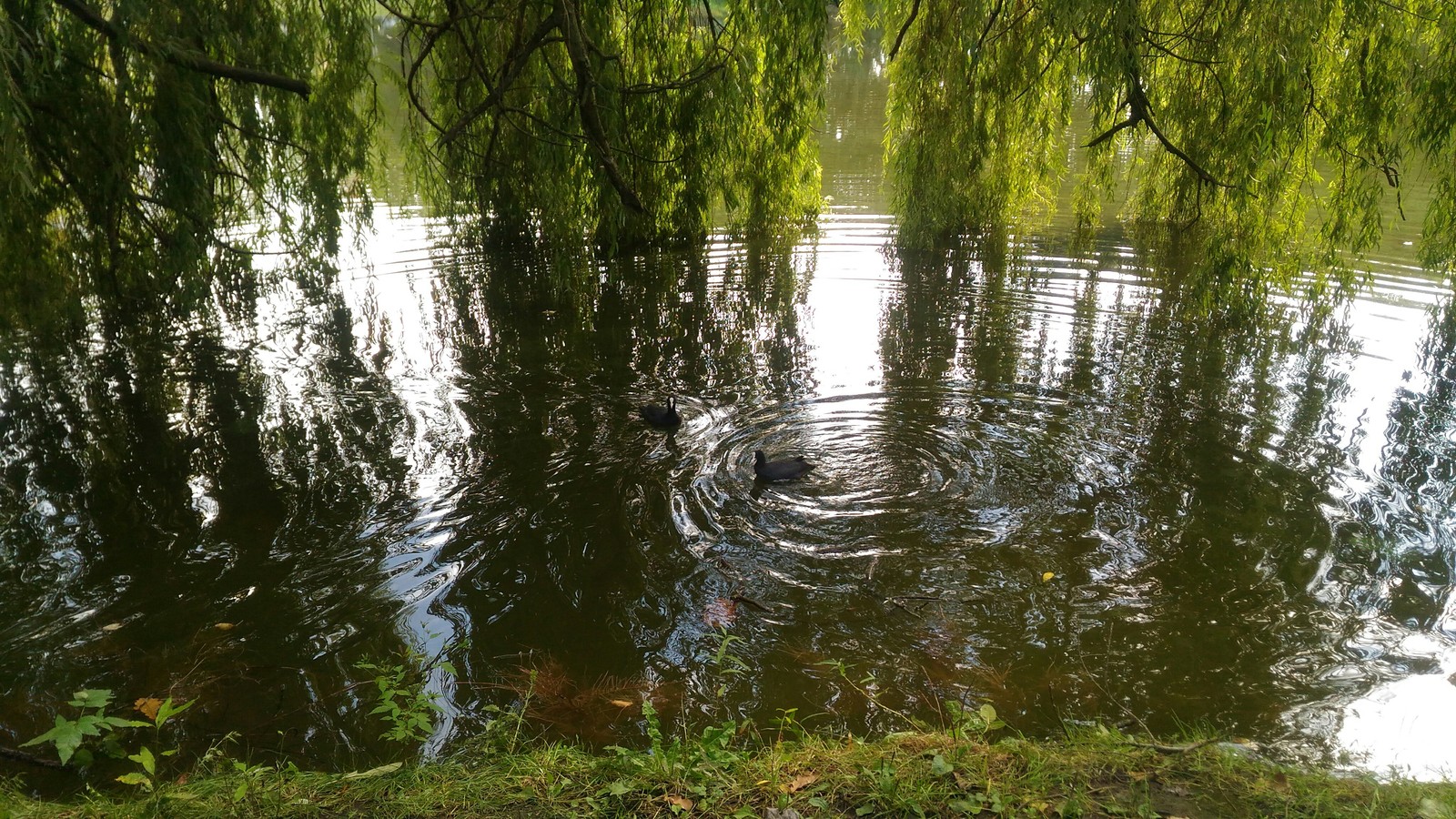 Lake in Kaliningrad - My, My, Nature, Kaliningrad, Lake, Longpost