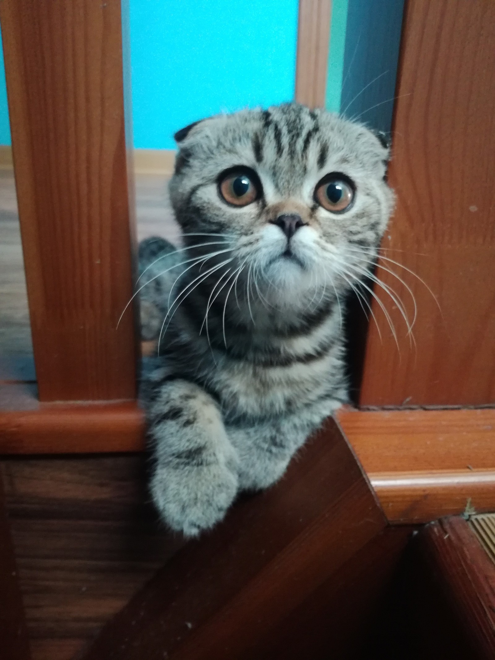 My little fold friend 2 - My, Scottish lop-eared, cat, Longpost