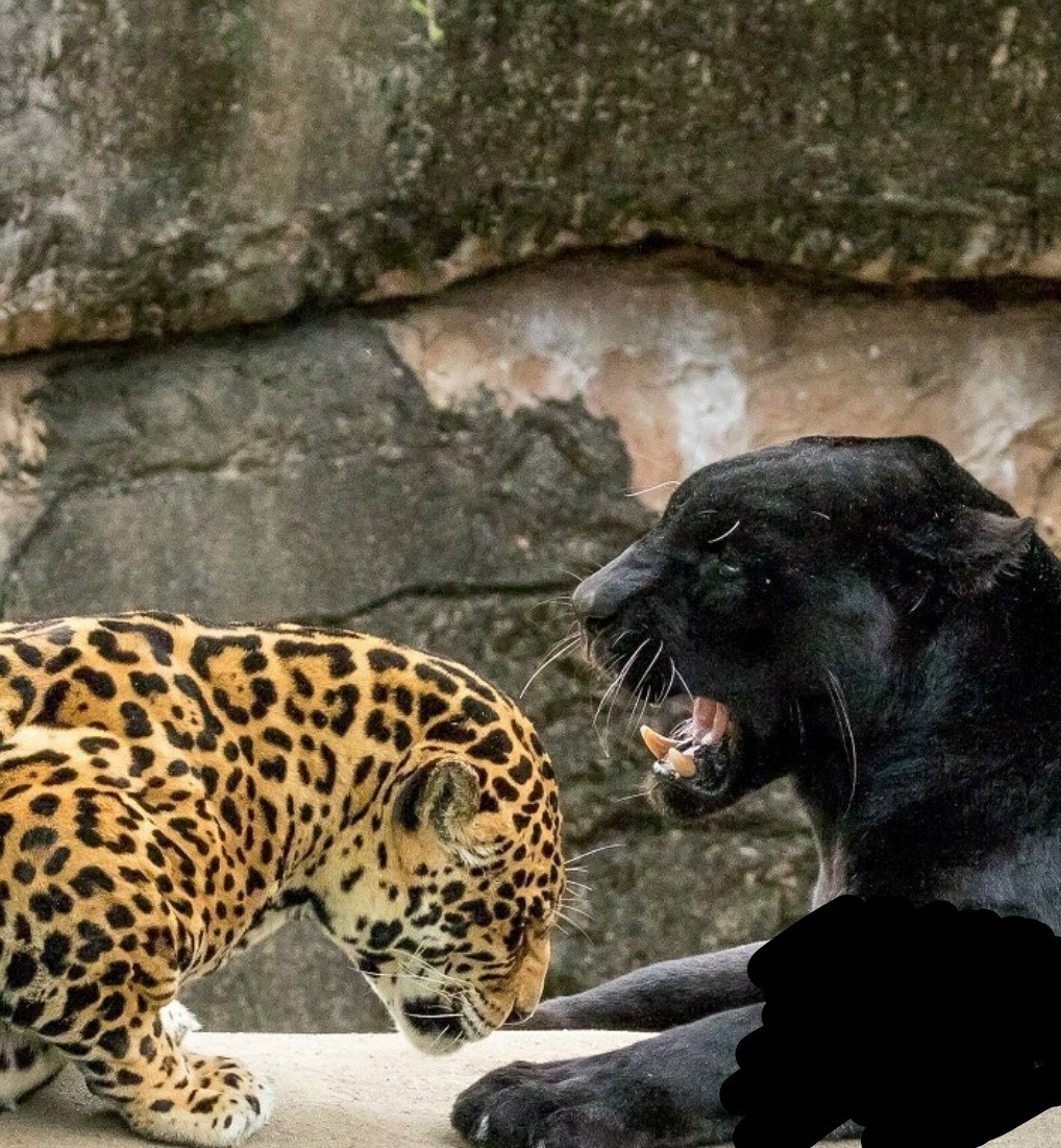 Фото Черных Леопардов