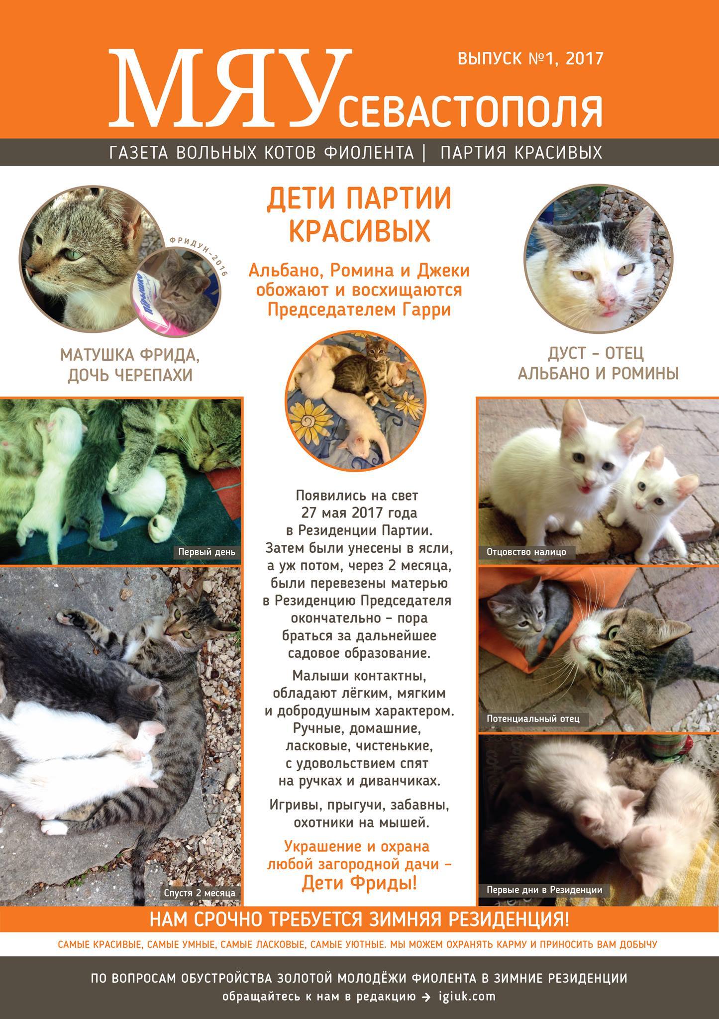 Meow of Sevastopol - the first issue of the newspaper about our Fiolent cats - cat, Crimea, cat house, , In good hands, Longpost, Pet house