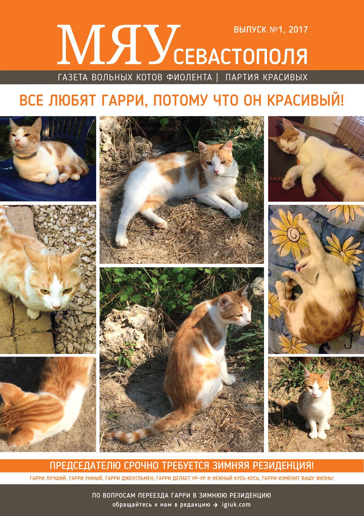 Meow of Sevastopol - the first issue of the newspaper about our Fiolent cats - cat, Crimea, cat house, , In good hands, Longpost, Pet house