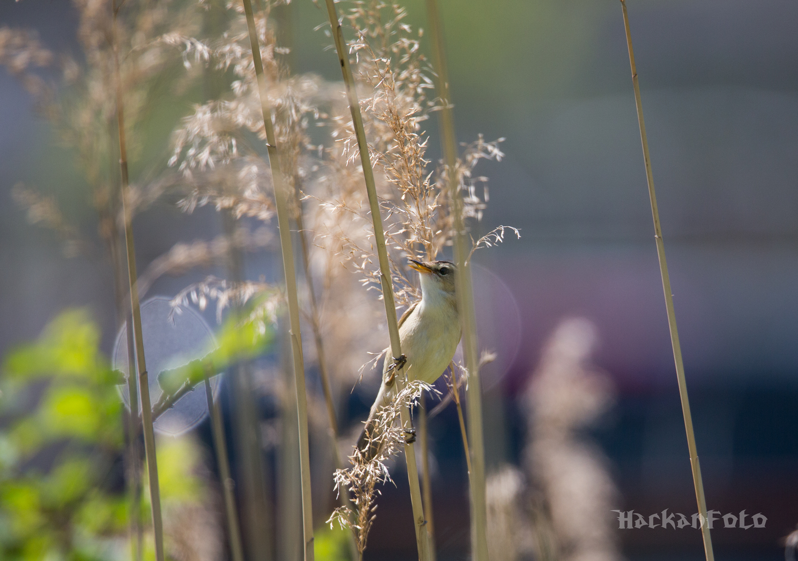 Kamyshovka - My, Birds, Kamyshovka, Longpost