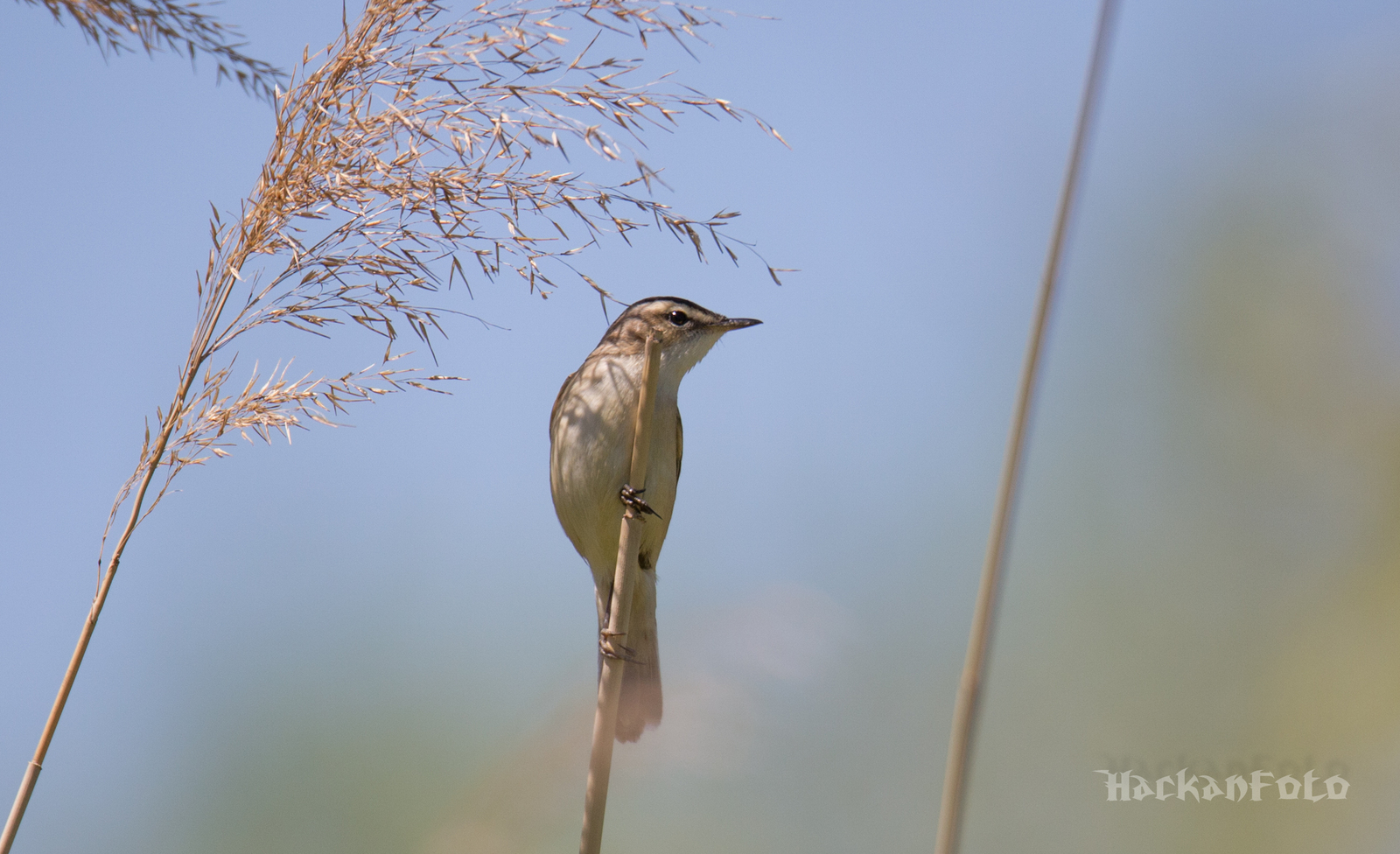 Kamyshovka - My, Birds, Kamyshovka, Longpost