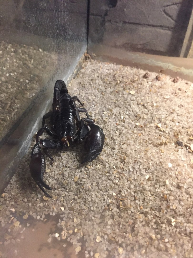 Meet Lucifer! - My, Scorpion, House