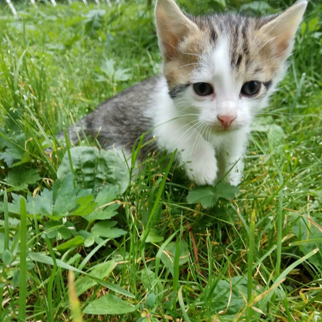 Котята в лигу добра! - Моё, Пермь, Котёнок отдамвдобрыеруки, Кот, В добрые руки, Лига Добра, Кошки ищут дом, Помощь, Длиннопост