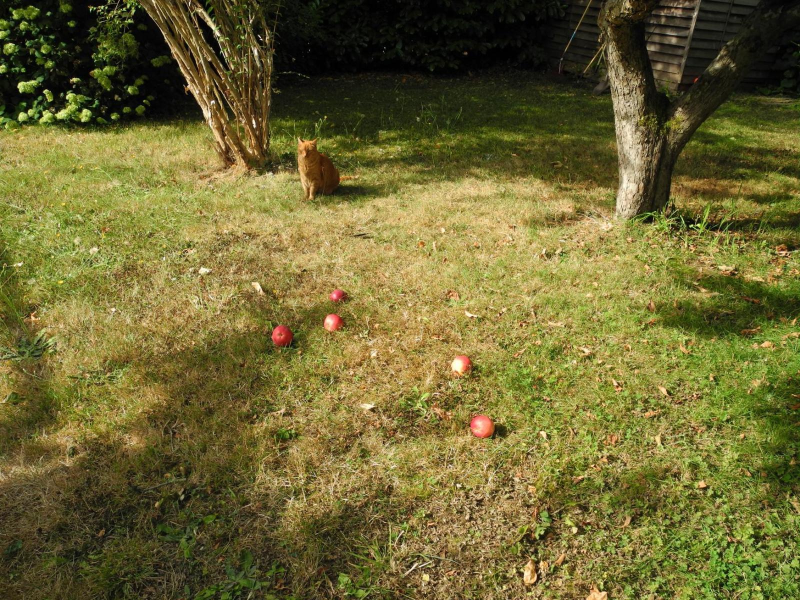 Our red cat is a dog in the hay. - My, cat, At the post, Dog in the manger