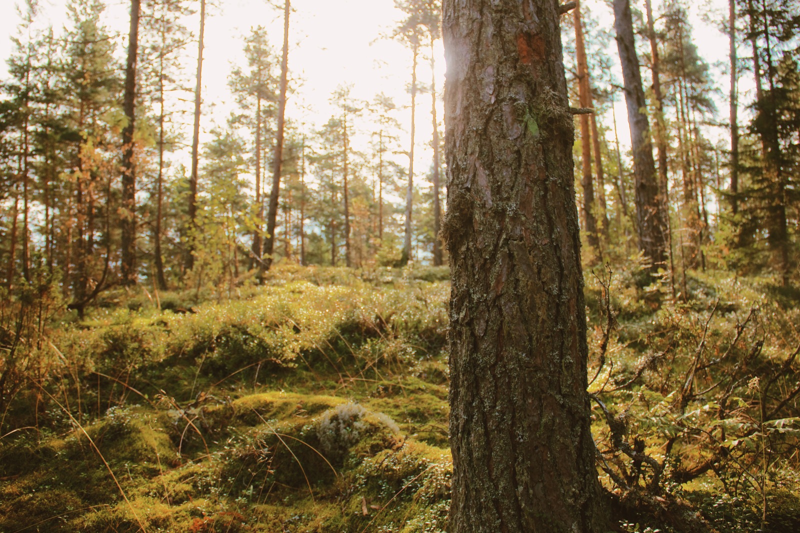 Karelia. - My, Карелия, Tourism, The photo, Road trip, Video, Travels, Nature, Russia, Longpost