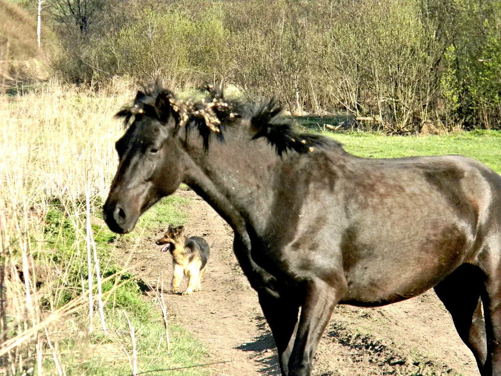 Beauty of Altai - Autumn in Altai, When my uncle's apiary is far away., archive, Longpost