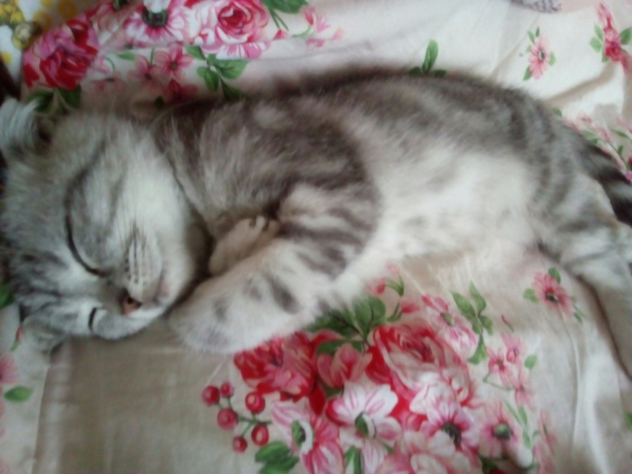 Sleeping cat - My, cat, Catomafia, , Dream, Longpost