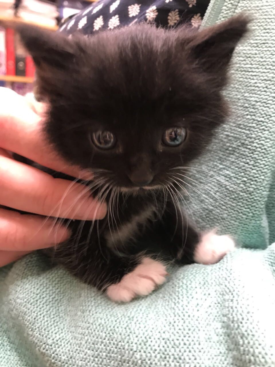 Help Peekaboo! The kitten was found in the bushes, we will give it to good hands - My, cat, I will give, In good hands, Saint Petersburg, Urgently, Longpost