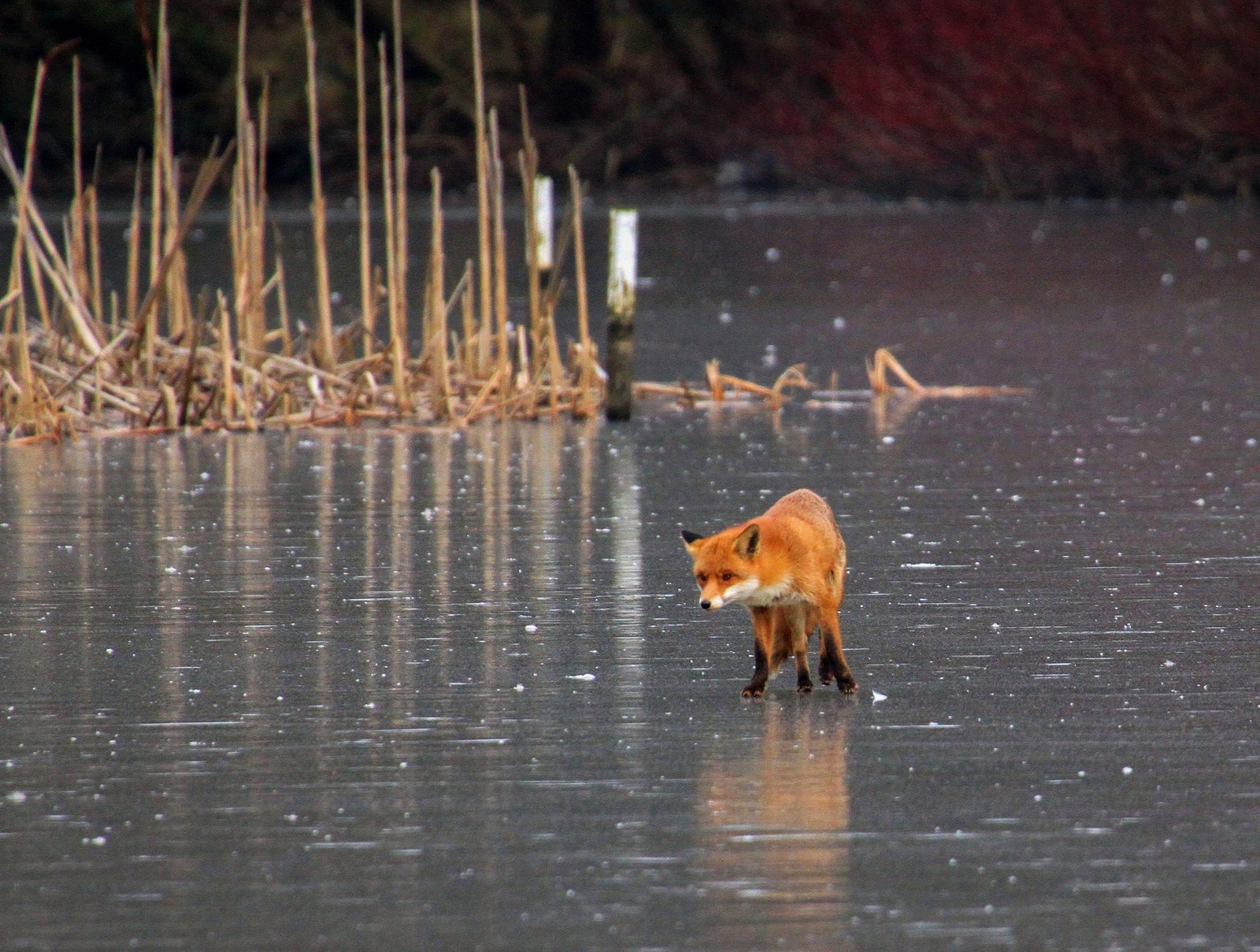 When you're trying to be funny and don't offend anyone - Fox, Fyr, Humor, Predator, Animals, Lake, Ice, Winter