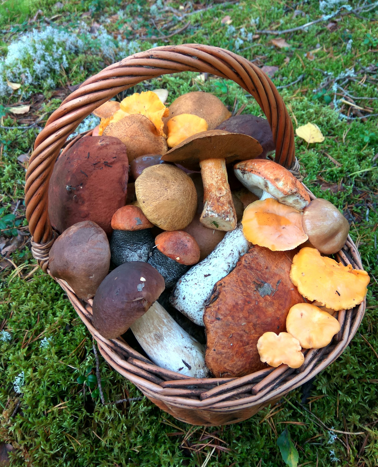 Probably one of the last baskets this year - My, Mushrooms, , Boletus, Porcini, Mojovik, Forest, Silent hunt, Clean forest