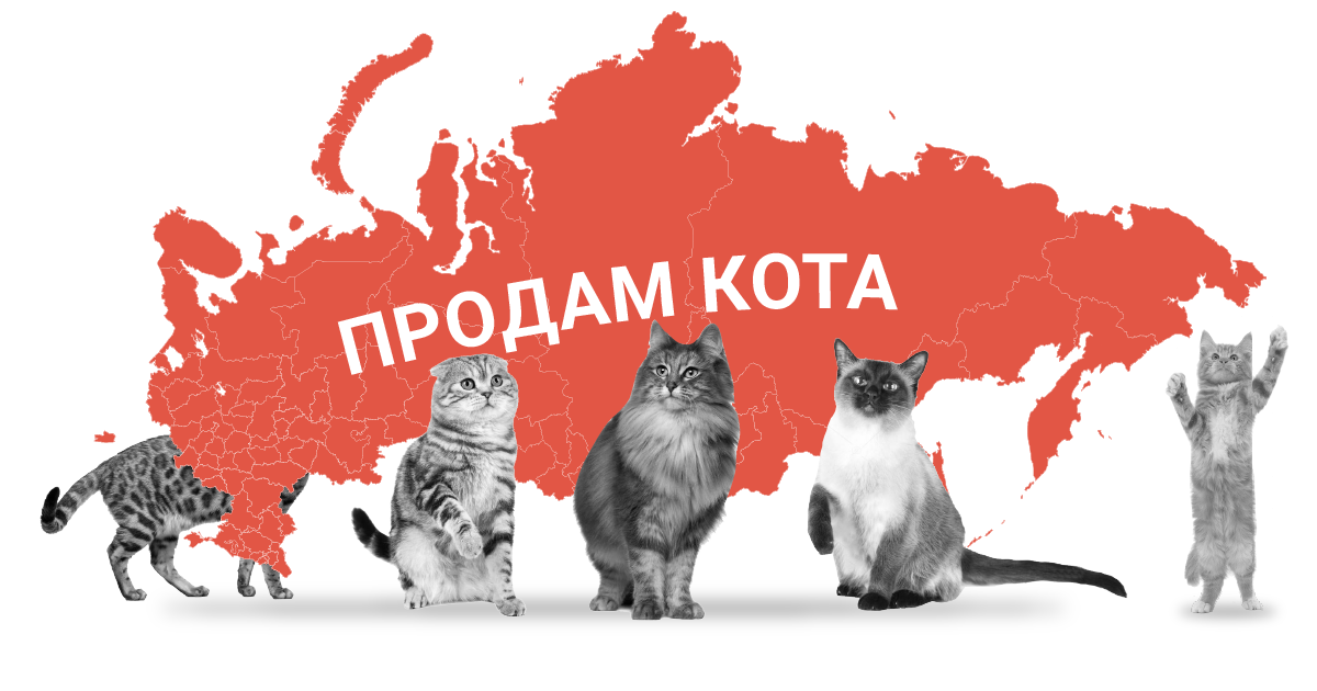 What kind of cats do Russians sell - My, Announcement, Visualization, cat, Longpost