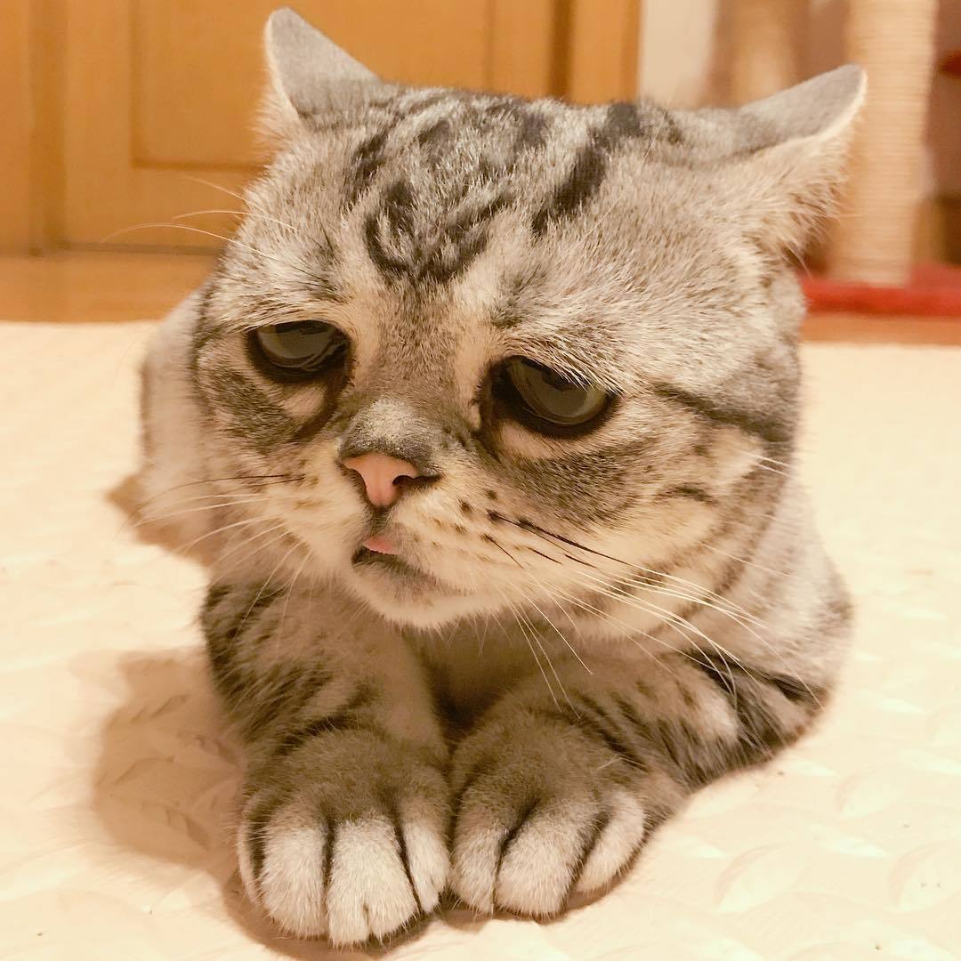 Luhu is the saddest cat in the world - Japan, cat, Pet, Pets, Sadness, Muzzle, Eyes, Milota, Longpost, Pet