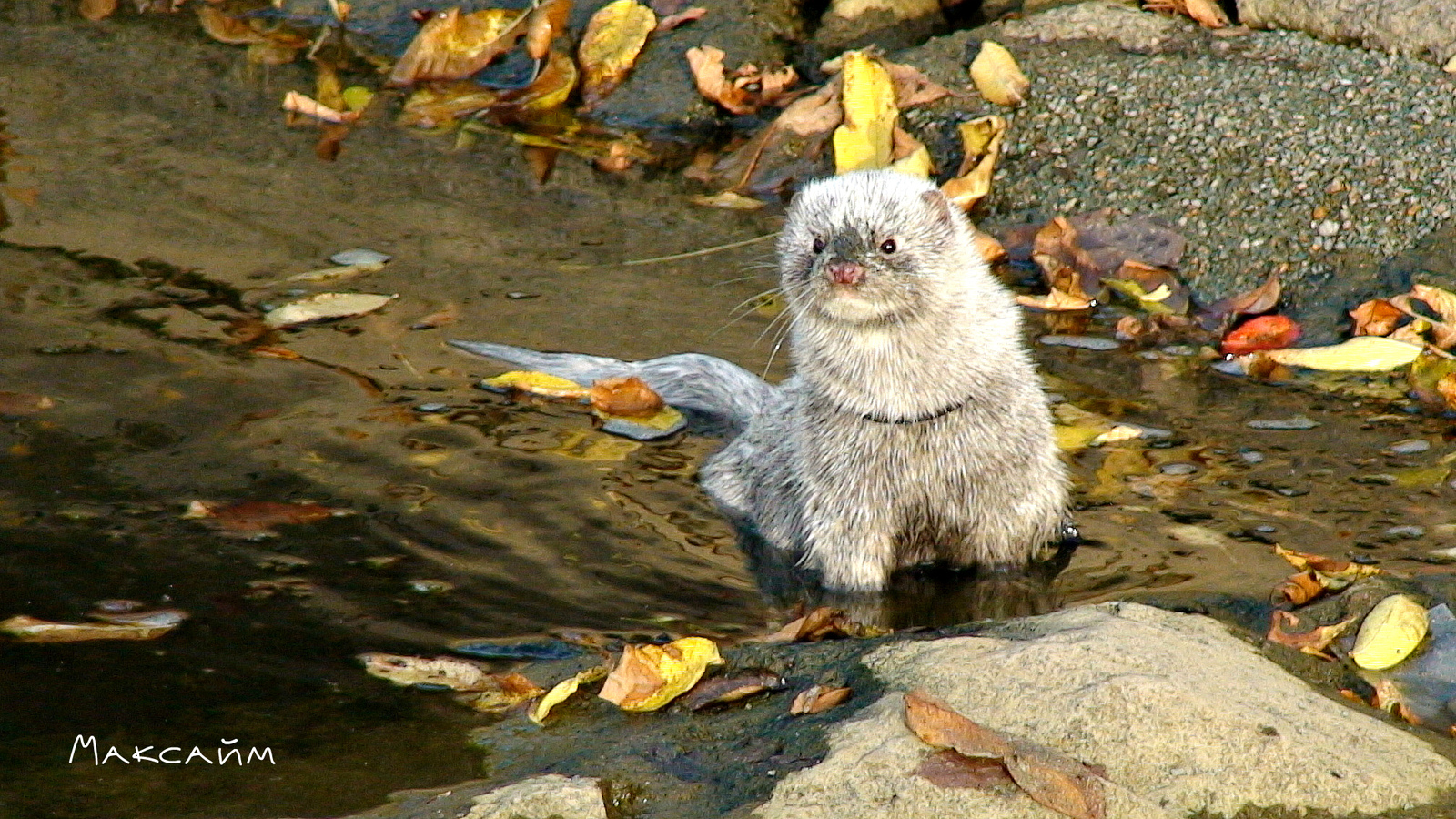 Mink Maxime on a walk - My, Mink in the house, Exotic animals, Animals, , The photo, Longpost