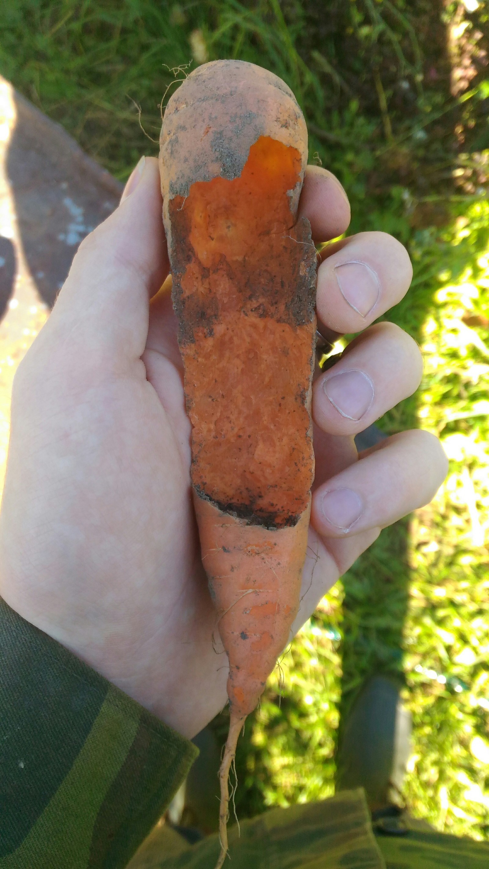 Harvest Schrodinger - My, Carrot, Dacha, Rodents, Longpost