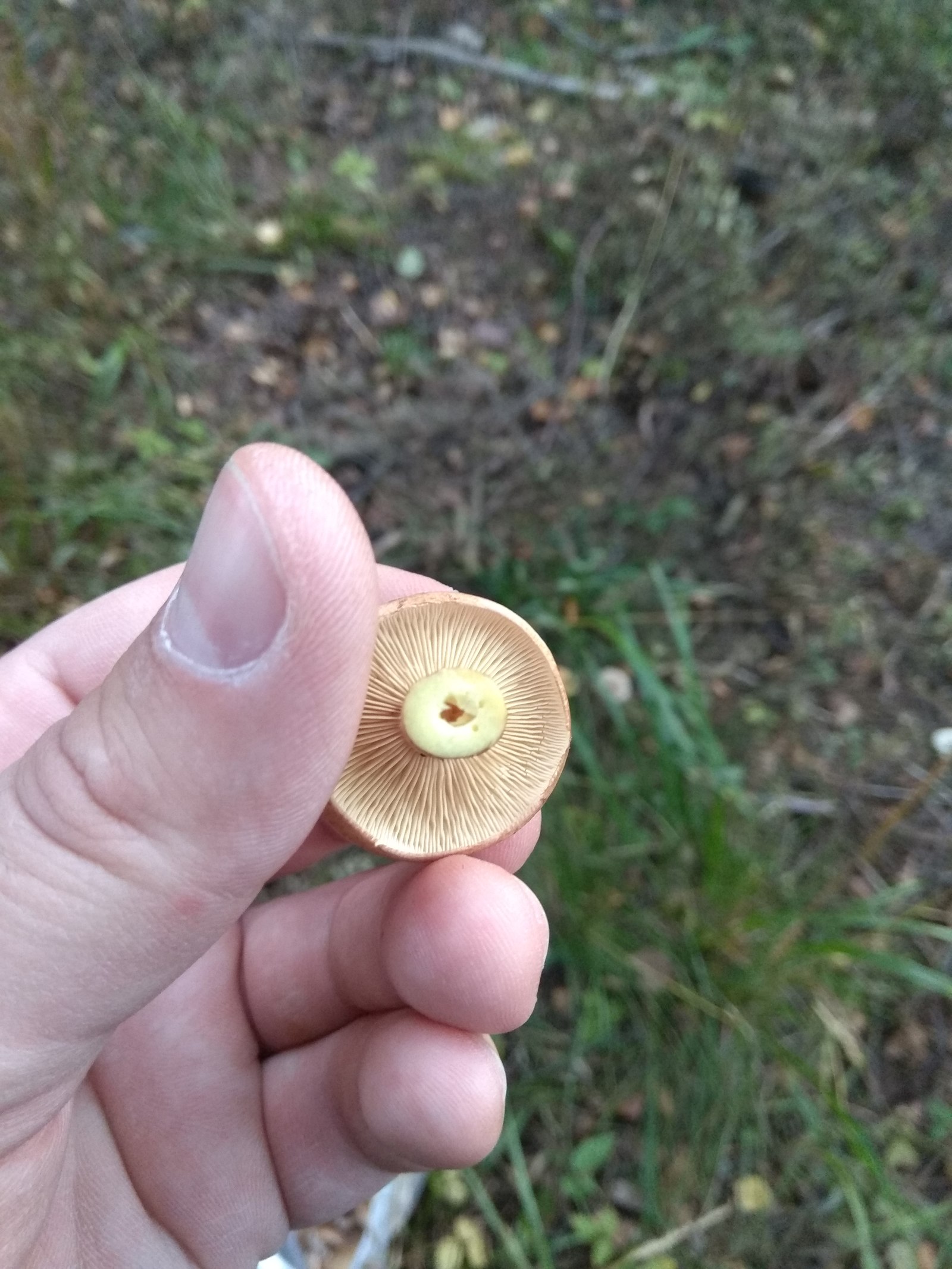 What kind of mushroom? - My, , , Silent hunt, Question, Mushrooms, Longpost