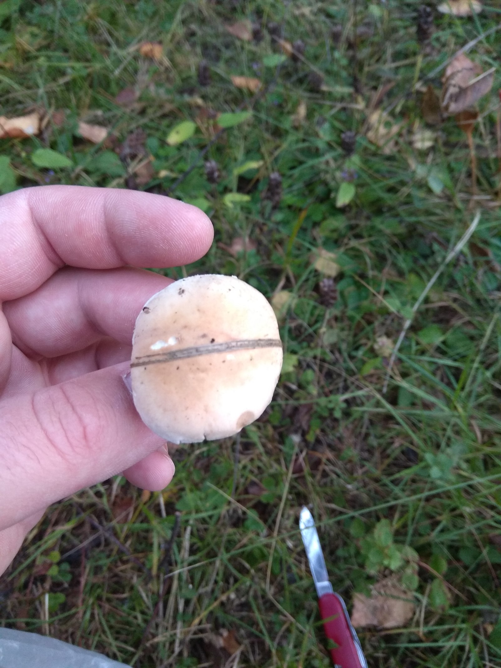 What kind of mushroom? - My, , , Silent hunt, Question, Mushrooms, Longpost