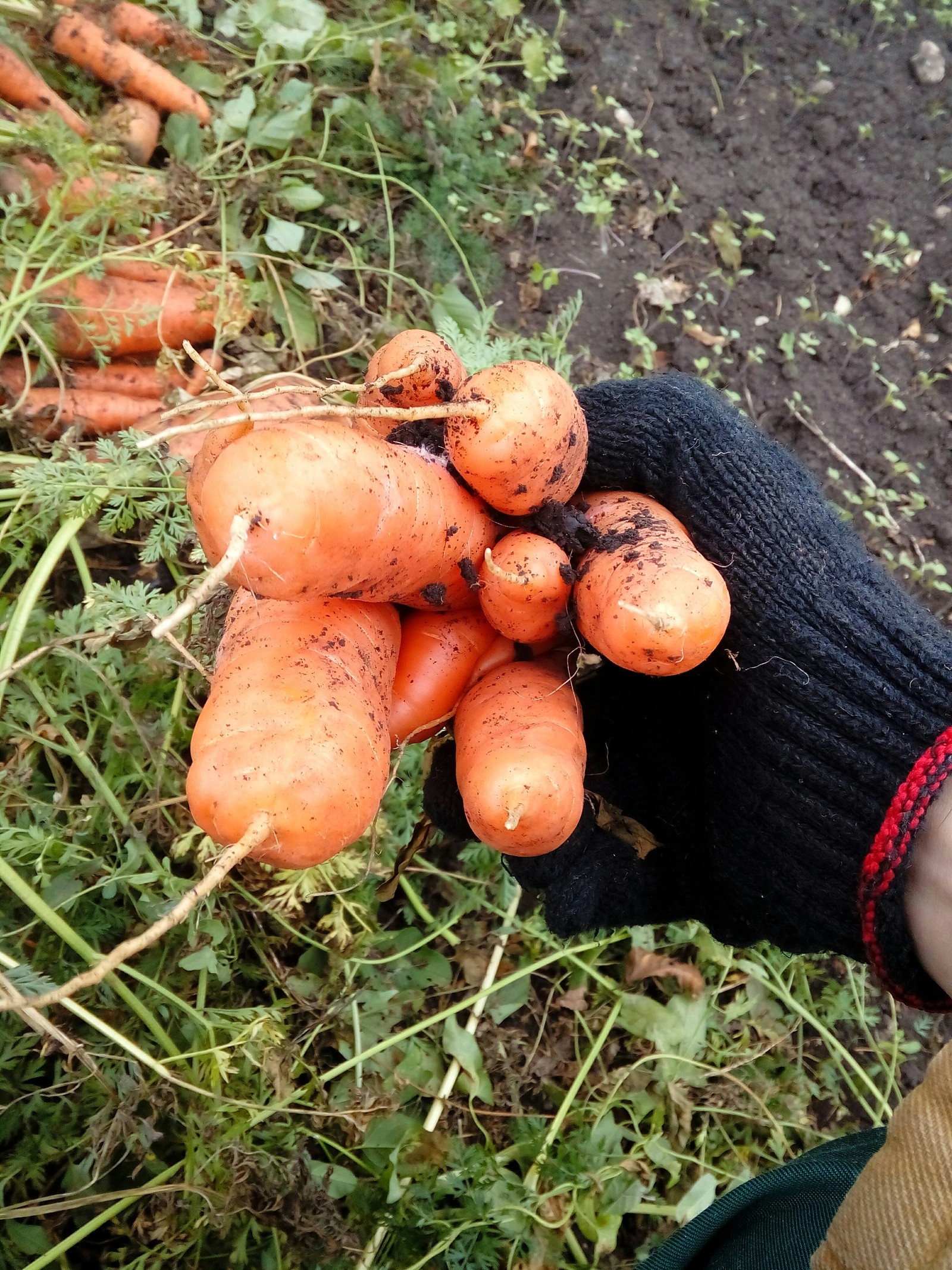 I have a feeling that something is going on with many carrots in Russia .. - My, Mutation, Conspiracy, Carrot, What's happening?, Masons, Don't hit, Longpost