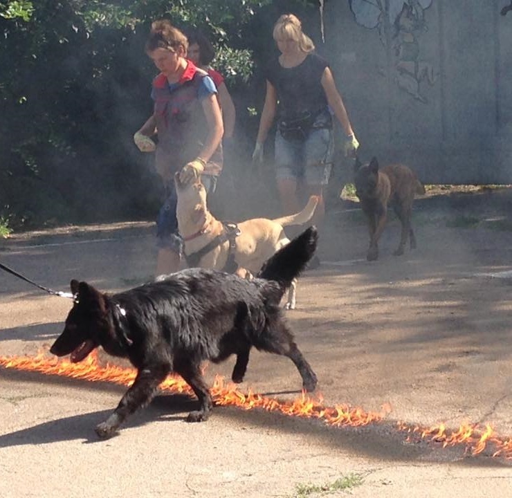 Было - стало, black edition. - Моё, Немецкая овчарка, Щенки, Собака, Выставка, Милота, Длиннопост, Черный, Длинношерстная овчарка