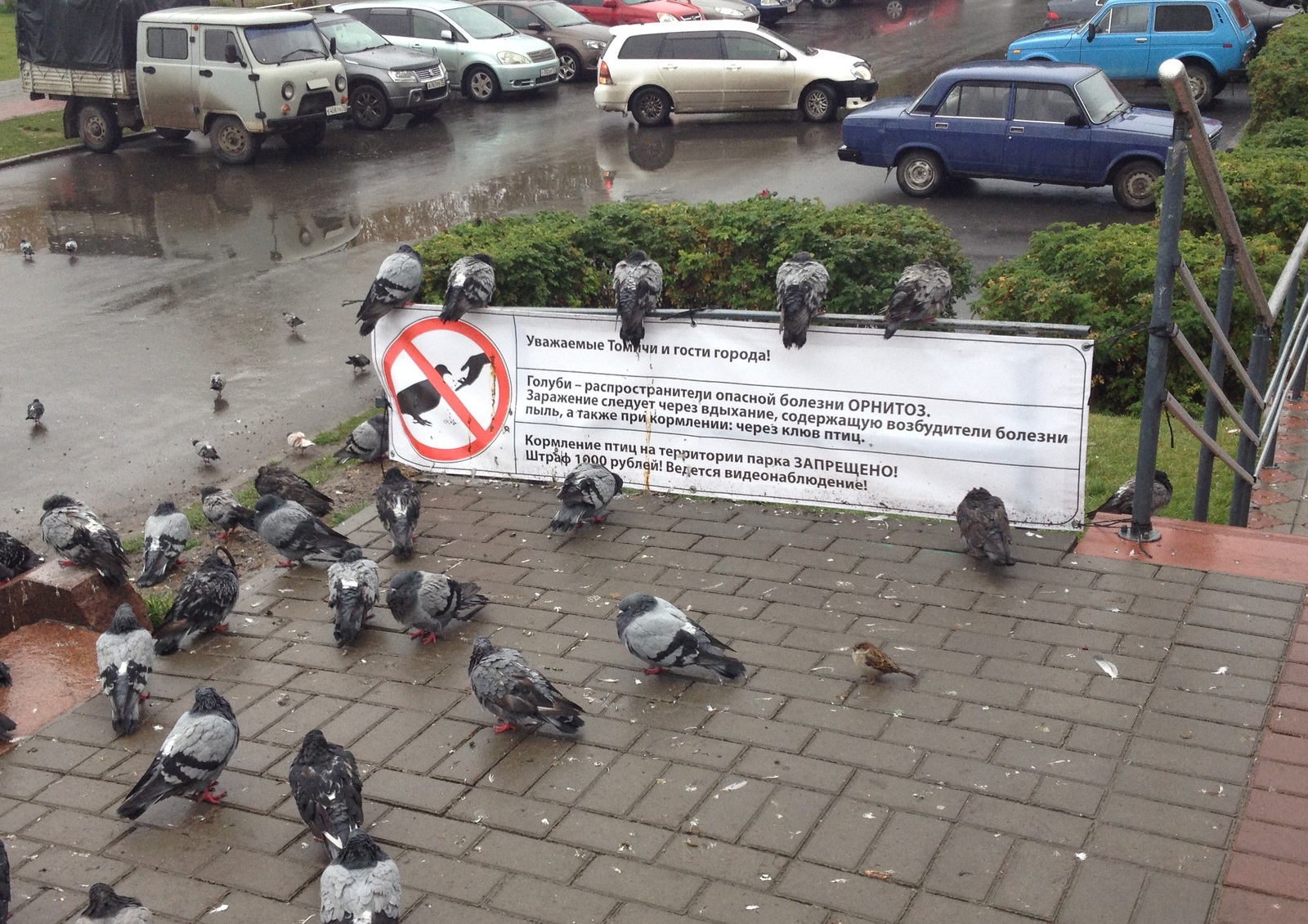 Tomsk pigeons do not care about your prohibitions! - Tomsk, Pigeon