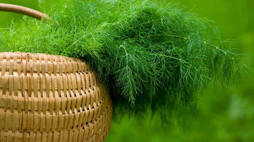 Dill as a symbol of adaptation in Russia. History of the American Jewess - Russia, Food, Иностранцы, Kitchen, Longpost