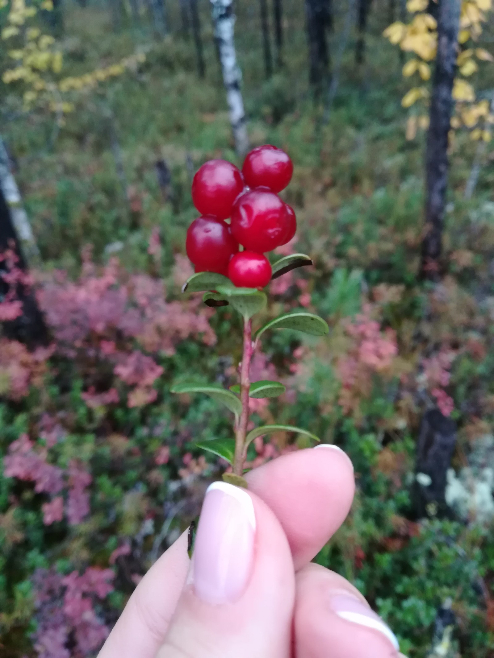 The beauty of the taiga - My, Cowberry, Taiga, Berries, Forest, Longpost