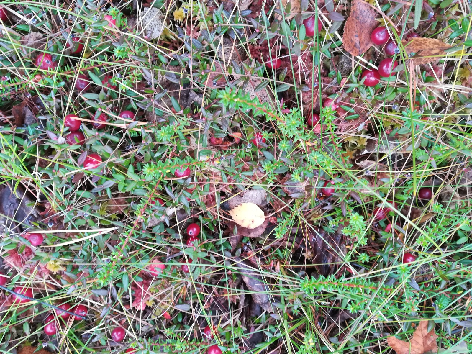 The beauty of the taiga - My, Cowberry, Taiga, Berries, Forest, Longpost