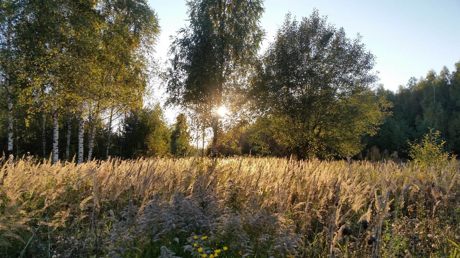 The last sun of Indian summer - My, Autumn, The sun, Nature, The photo, Shashlik, beauty, Ramenskoe