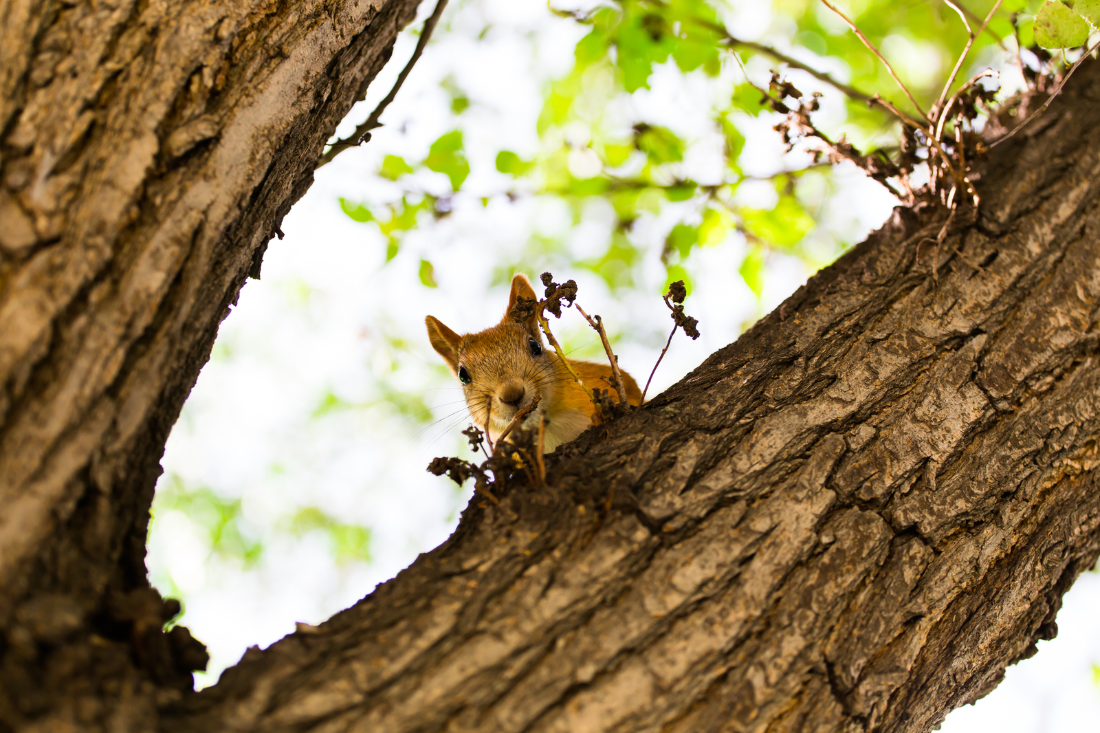 Squirrel from the Botanical Garden - My, Squirrel, The photo, Nature, Boobs, not boobs, Novosibirsk, Longpost