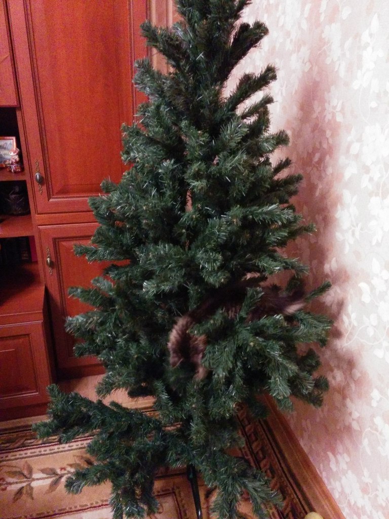 Find the Cat ... - Christmas trees, cat, Homemade, The photo, Help me find, Search