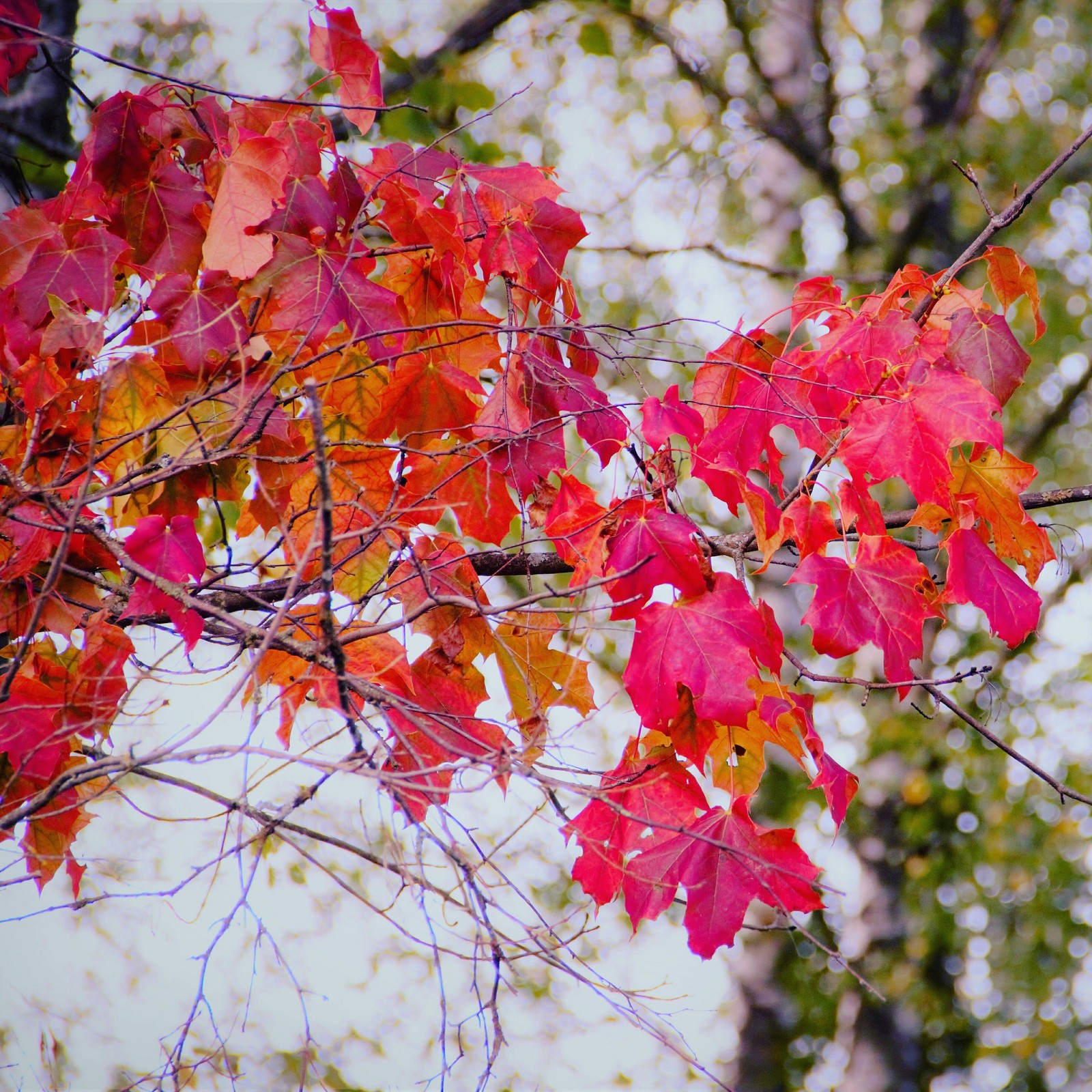 Autumn colors... - My, The photo, Canon 600D, Autumn