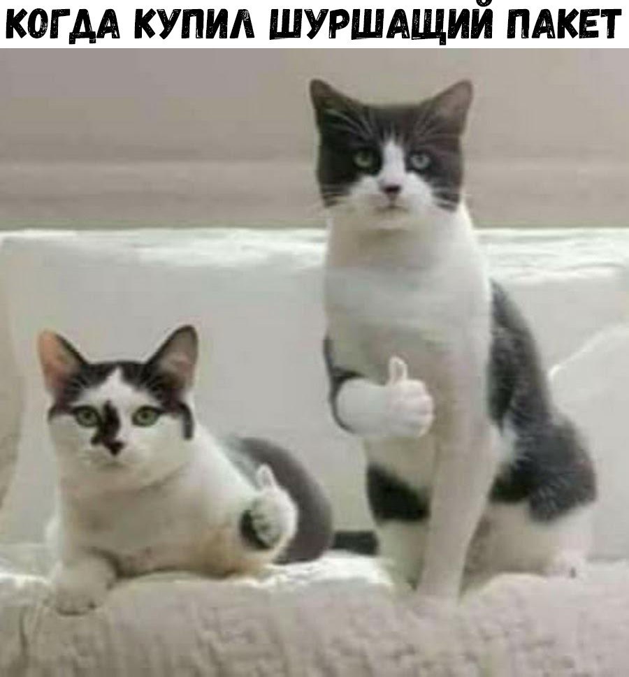 Cats - cat, Humor