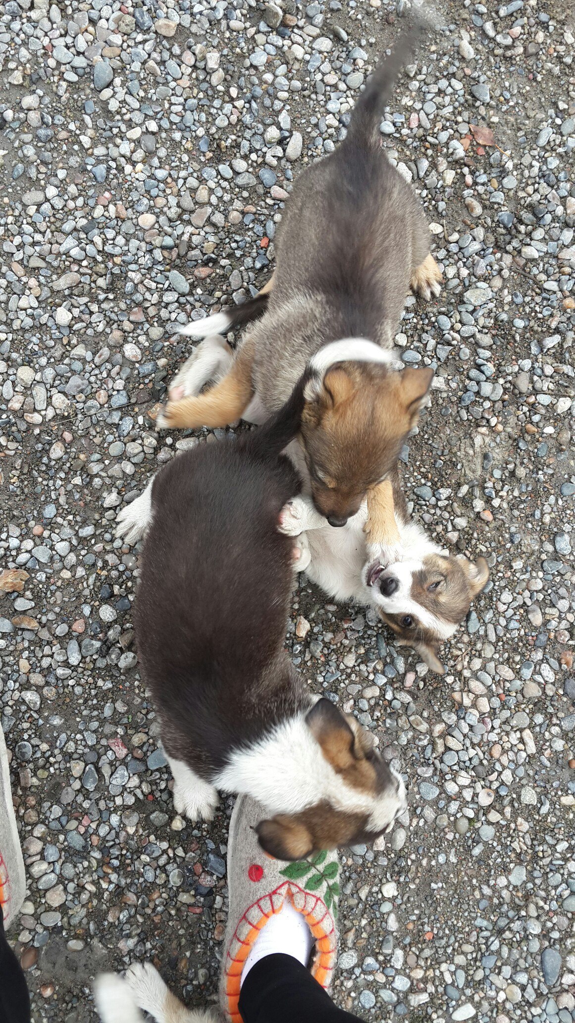 Puppies are looking for owners. - My, Dog, Help, In good hands, Novokuznetsk, , Longpost, Helping animals