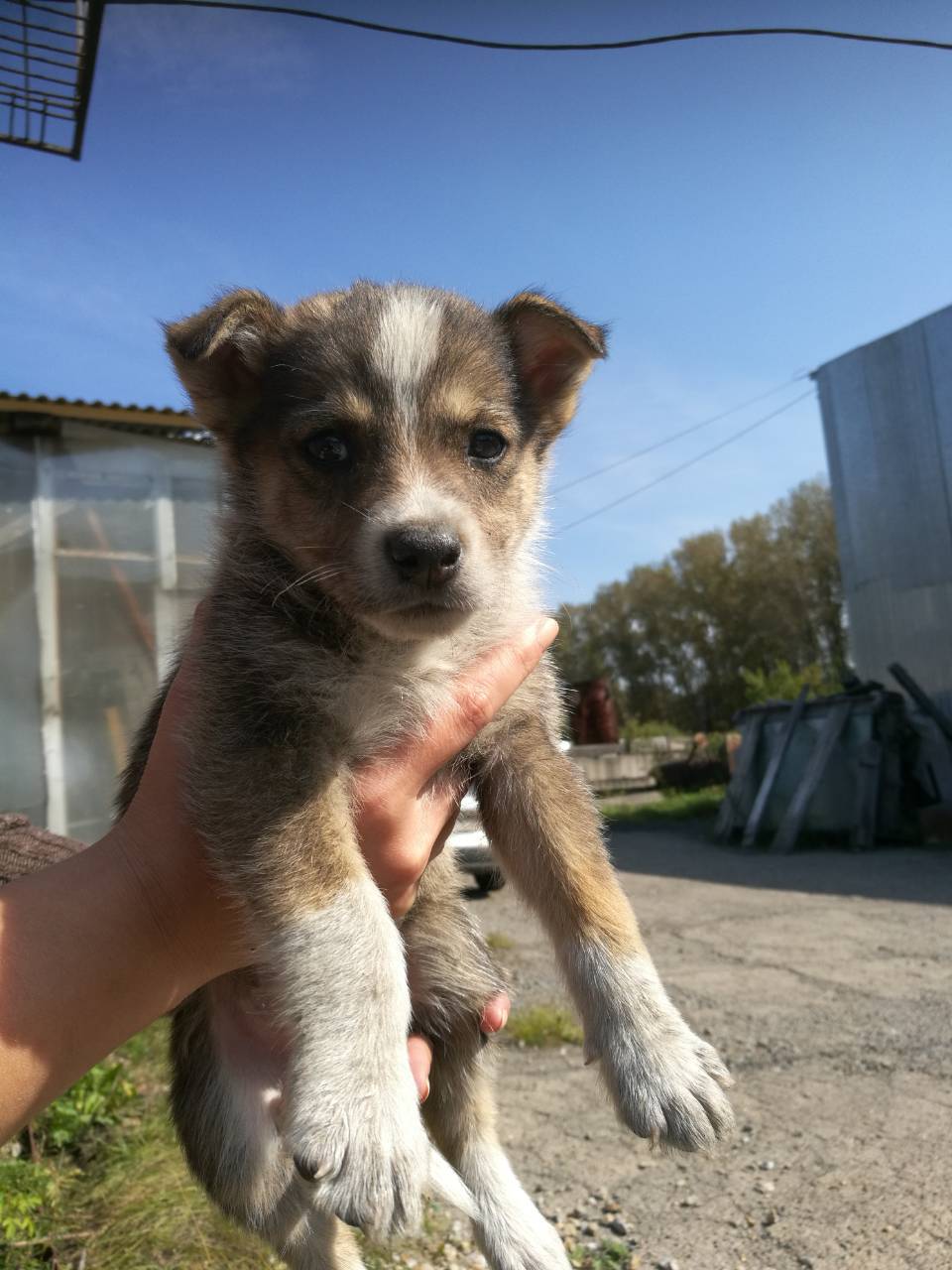 Puppies are looking for owners. - My, Dog, Help, In good hands, Novokuznetsk, , Longpost, Helping animals