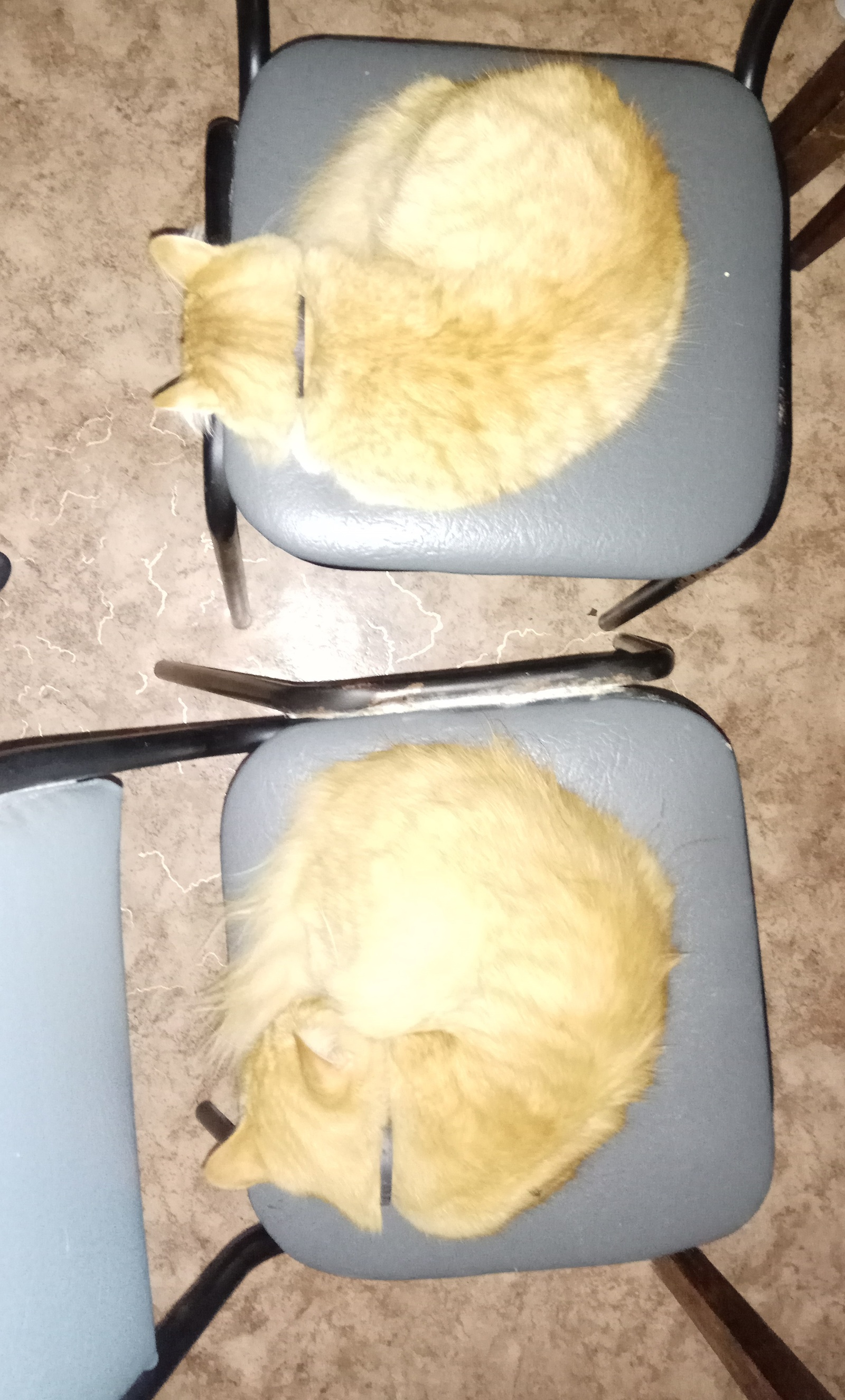 Ctrl+C -> Ctrl+V and rotate a bit... - My, Copy-paste, , , Catomafia, cat