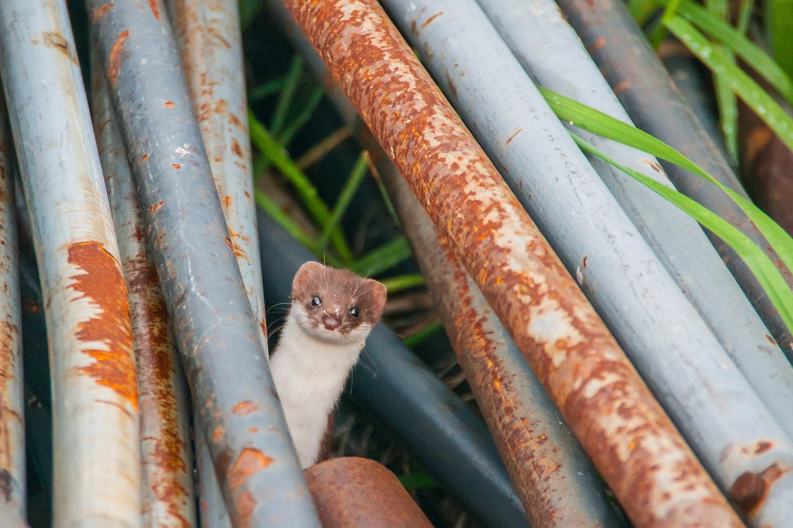 Siberian weasel - My, Weasel, Siberia, Nature