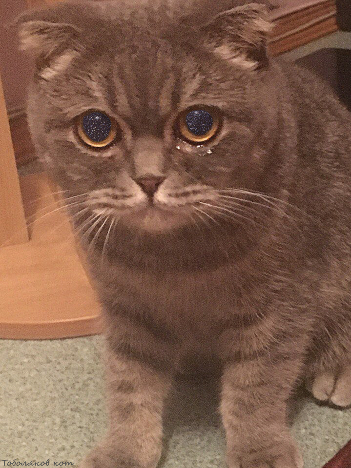 Грустный кот( | Пикабу