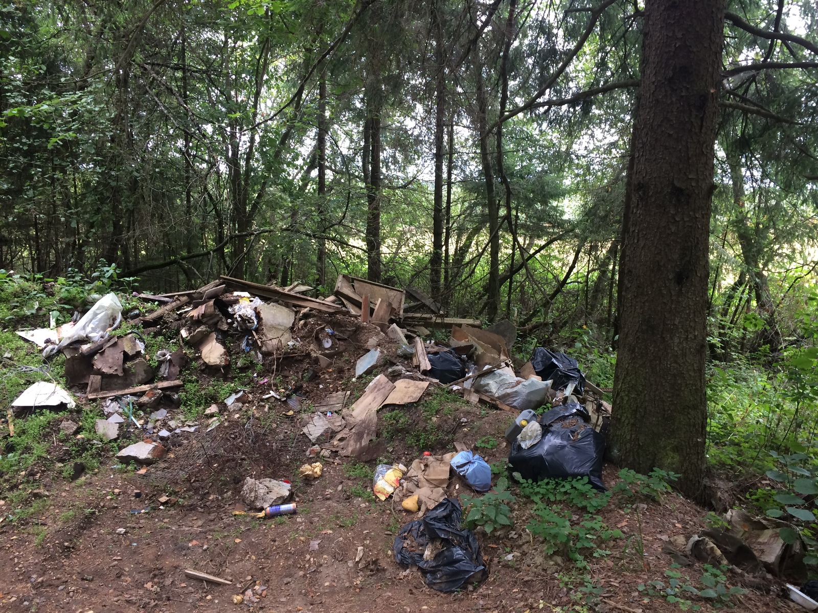 How I fought for cleanliness in the forest - My, Ecology, Подмосковье, Forest, Saturday clean-up, Longpost