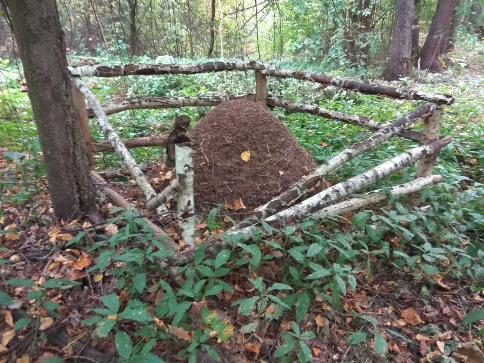 What can be found in the forest park - My, Forest, Forest Park, Track, Longpost, Squirrel, Abandoned house, Throne, Ski track