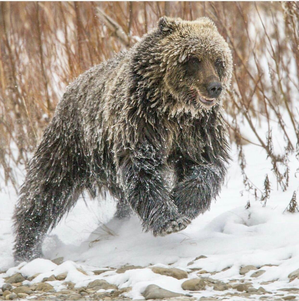 Grizzly in the snow - The photo, Grizzly, Reddit