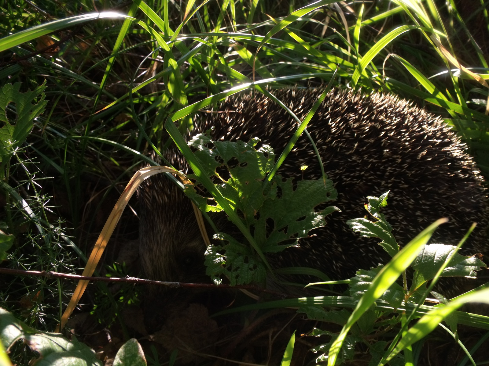 Disgruntled forest dweller - My, Hedgehog, The photo, Nature, Longpost