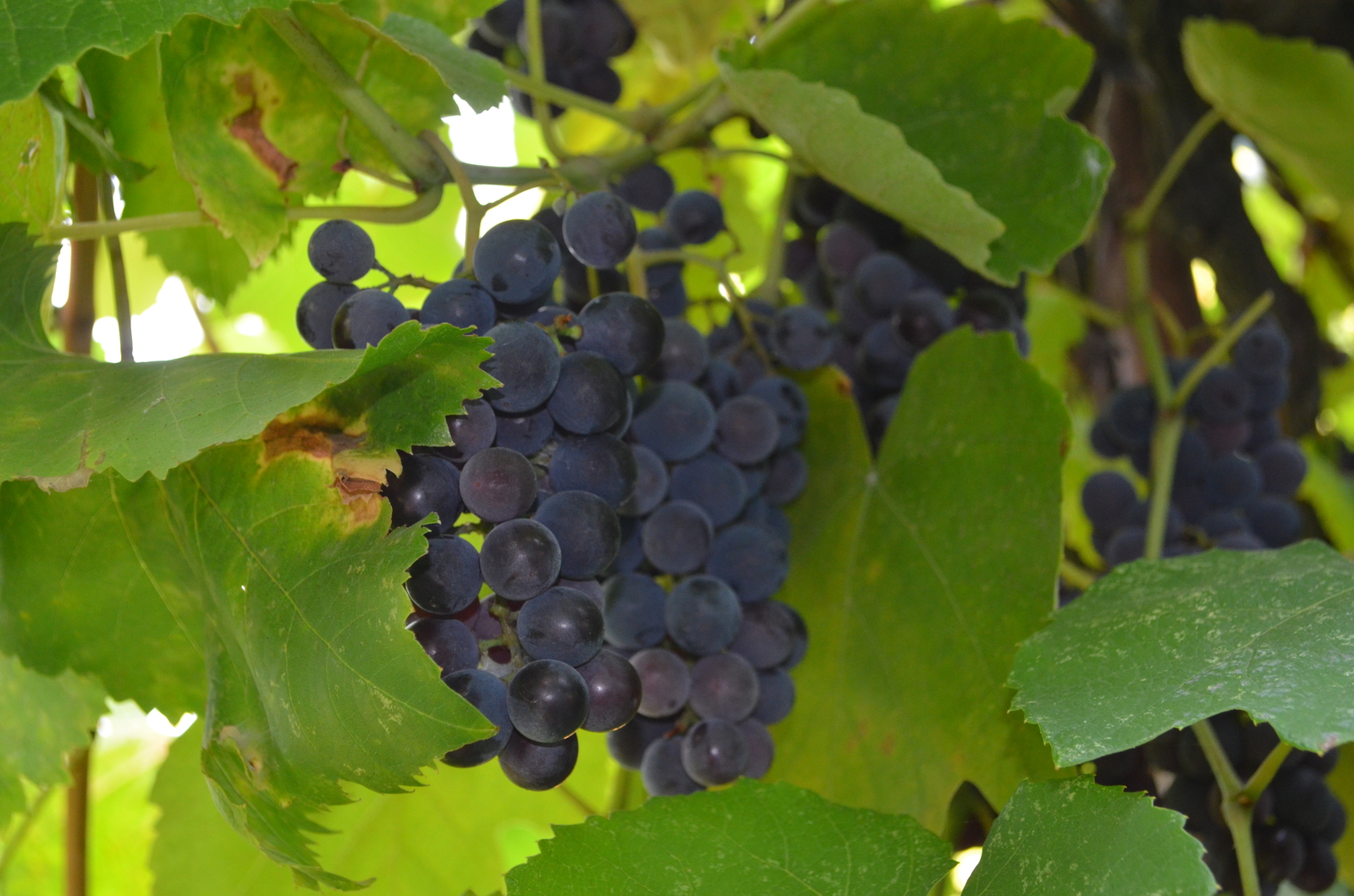 Сорта винограда изабелла с фото