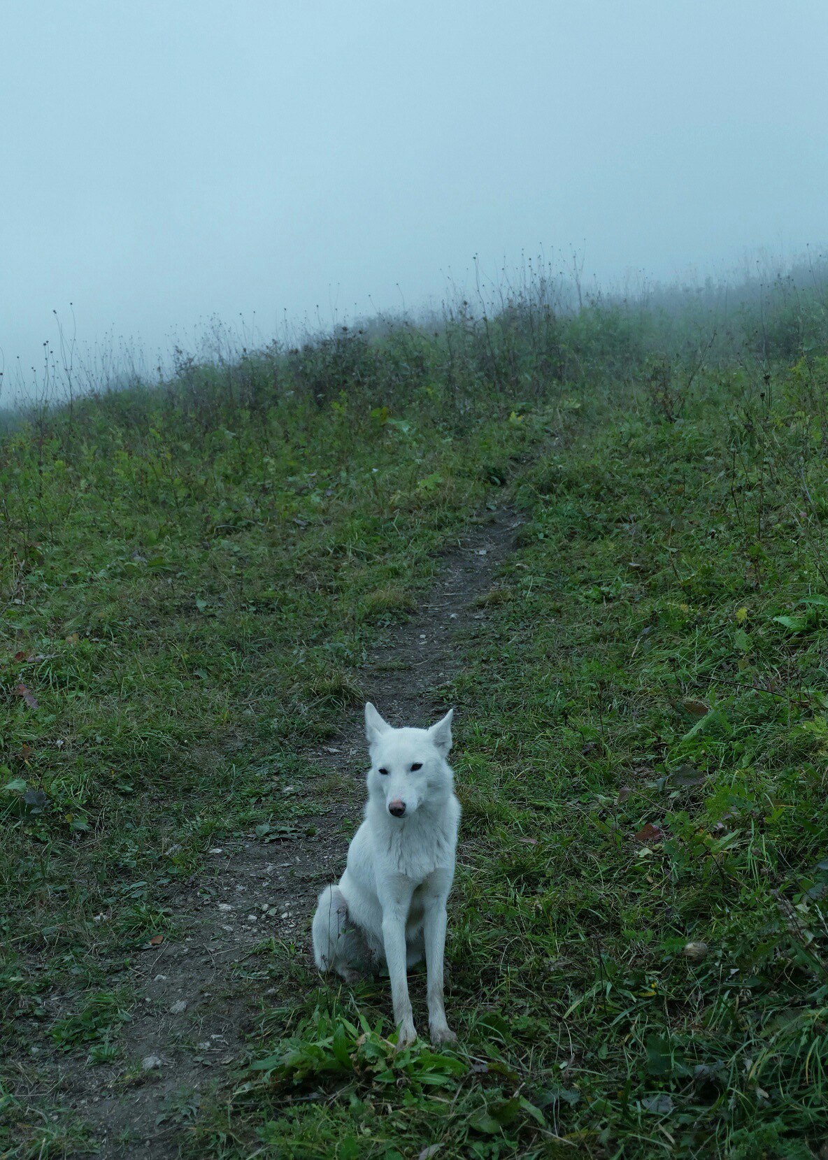 Tyzyl Gorge, Caucasus - My, Landscape, The photo, Tourism, The mountains, Caucasus, Longpost, Fog, 