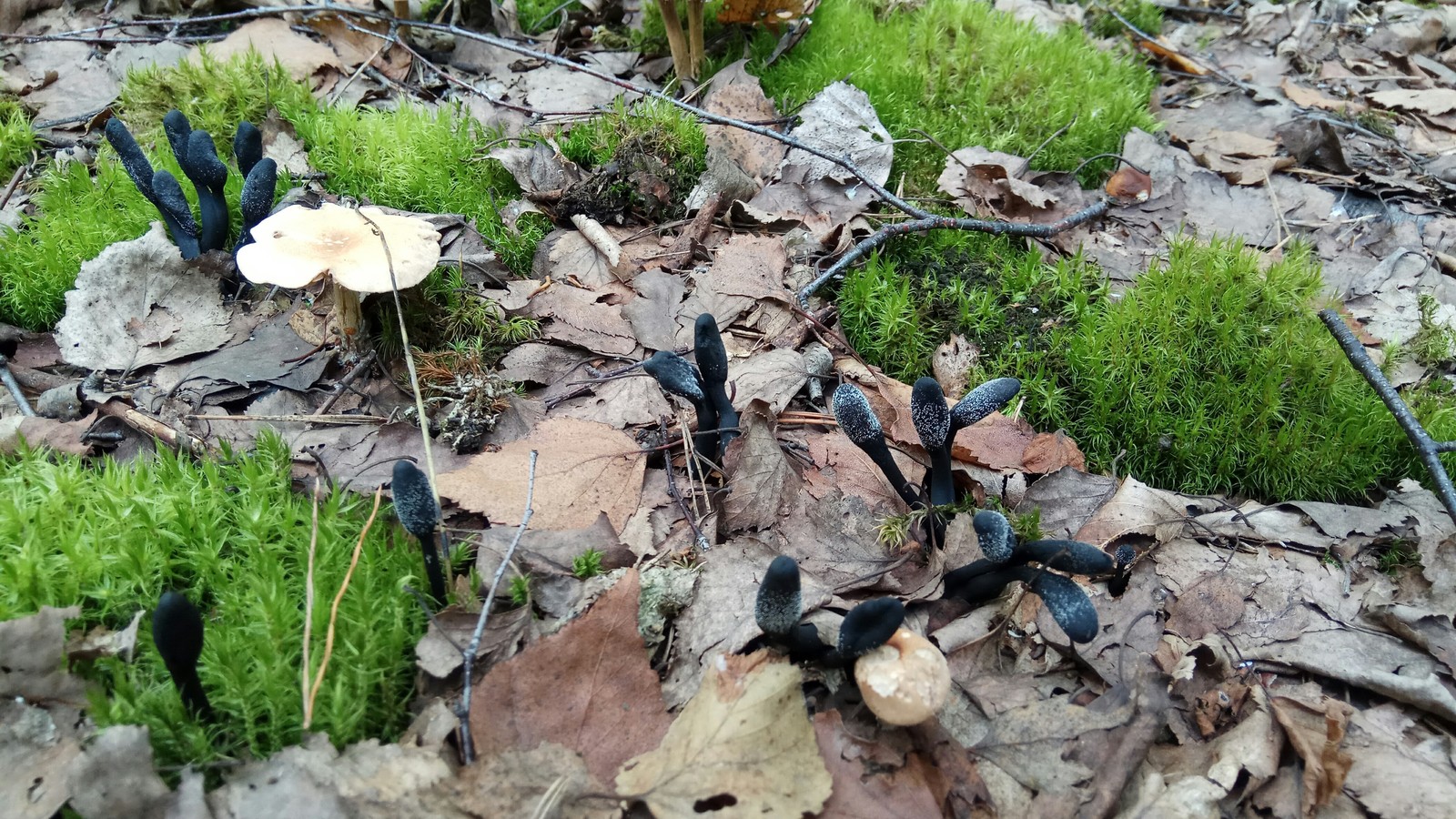 Cosmic mushrooms - My, Mushrooms, Space, The photo, Forest, Unknown, Nature, Dubna