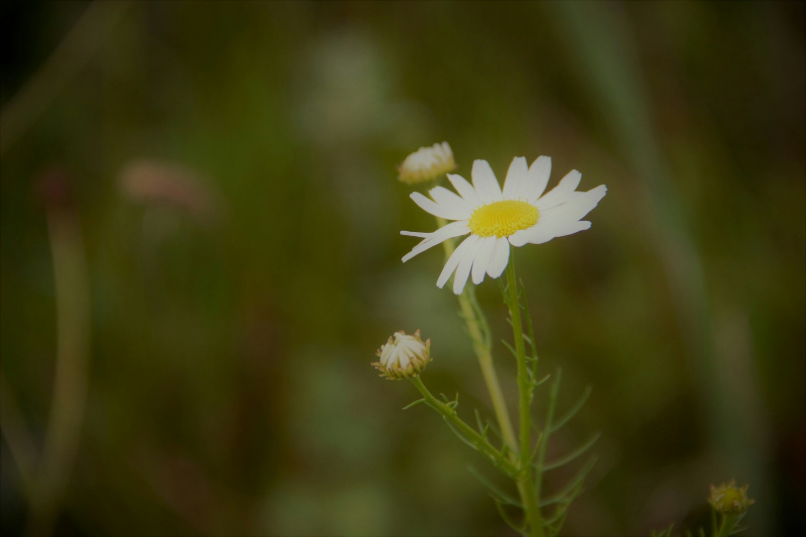 Beauty is in simplicity. - My, The photo, Canon 600D, Autumn, Chamomile, beauty of nature, Longpost