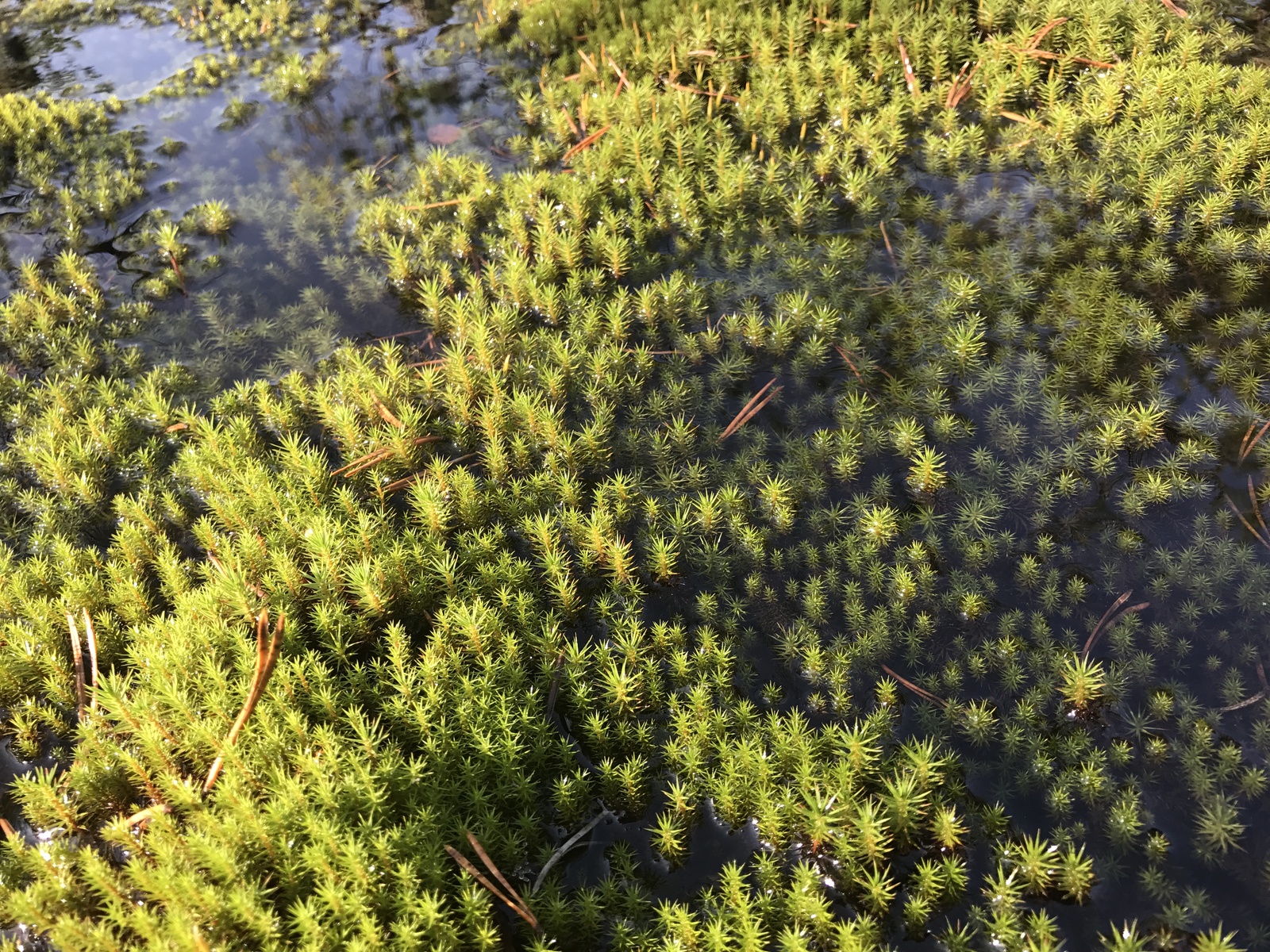 Футуристические грибочки) | Пикабу