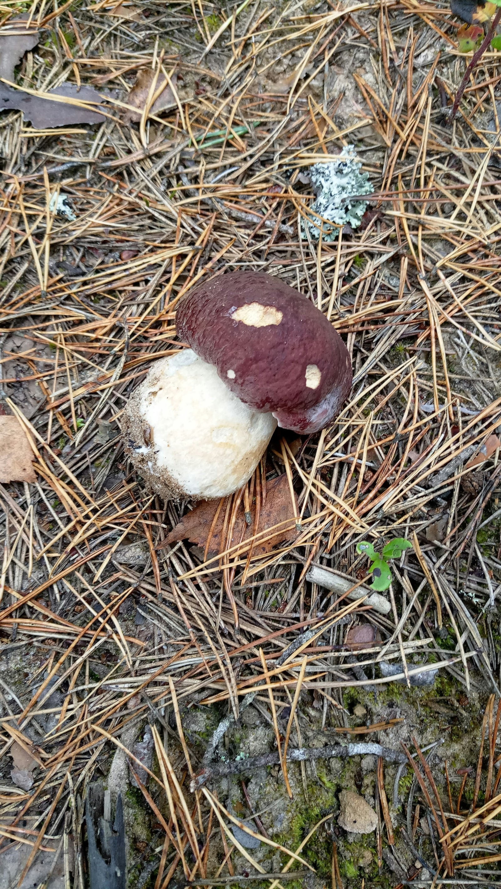 End of the season in the suburbs - My, Mushrooms, Подмосковье, Deer horns, Boletus, Porcini, Longpost